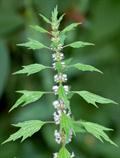 motherwort